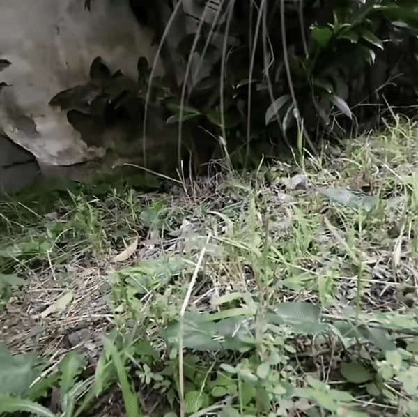 GIF showing the POV of a cat