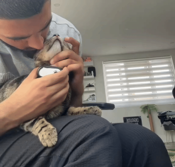 GIF of a cat wearing a POV camera