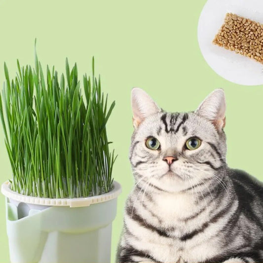 Organic Hydroponic Cat Grass Kit: Soil-Free