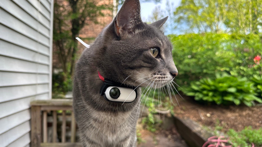 best cat camera available