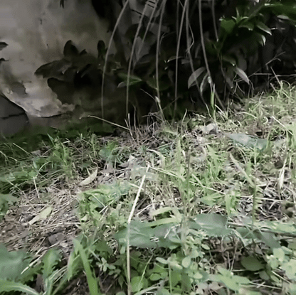 GIF showing the POV of a cat