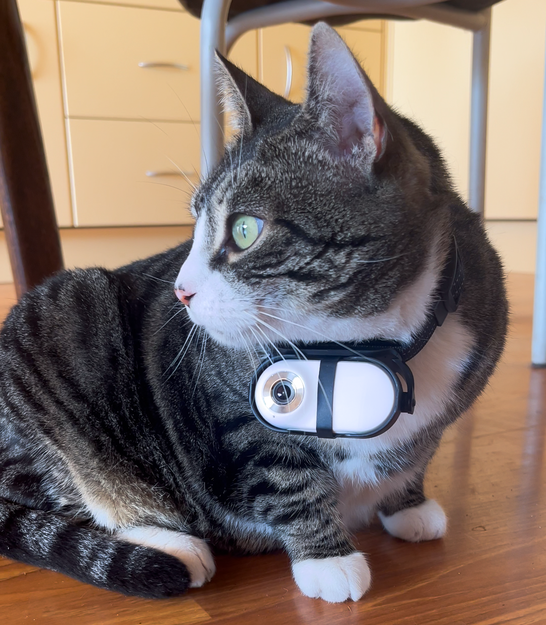 A cat wearing a white camera with collar around its neck, sitting on a wooden floor.