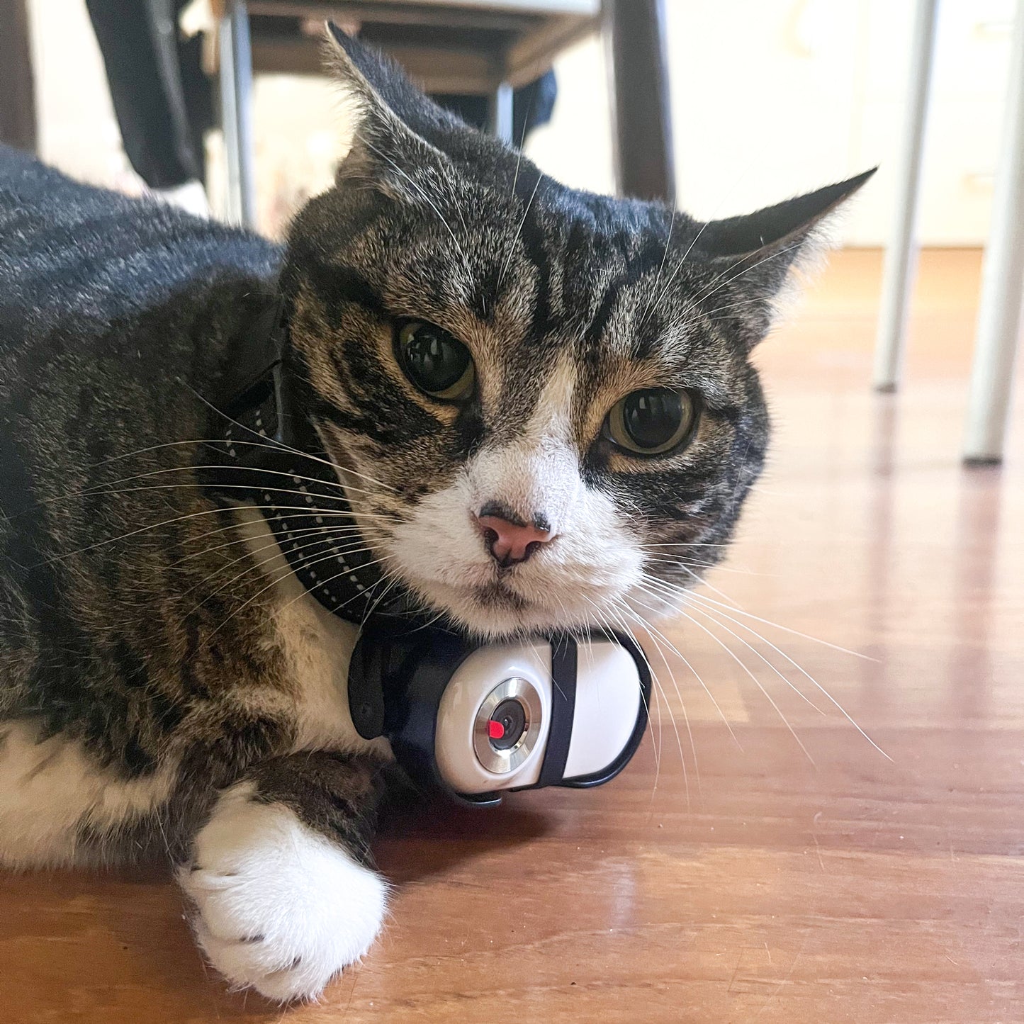 Cat wearing a camera laying on the wooden floor