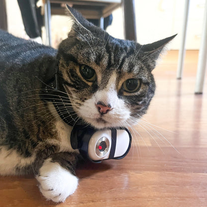 Cat wearing a camera laying on the wooden floor