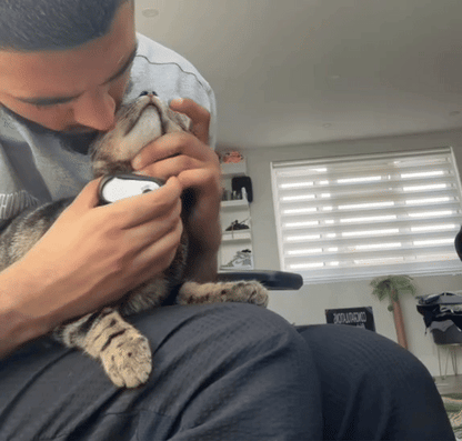 GIF of a cat wearing a POV camera