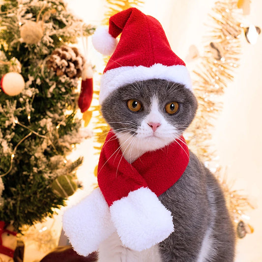A pet, specifically a gray cat, wearing a red and white Santa hat and scarf, standing in front of a Christmas tree and holiday decorations.