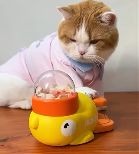 A cat interacting with a yellow and orange interactive cat toy that appears to be a duck.