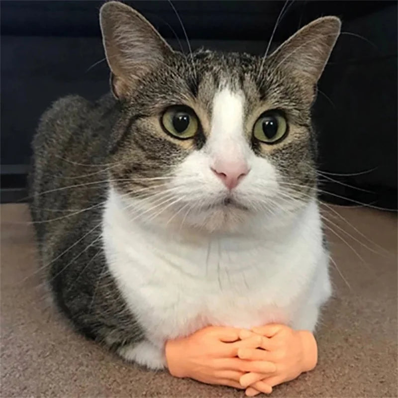 A cat with crossed arms lying on a flat surface with a toy shaped like a hand in front of it.
