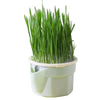 Organic Hydroponic Cat Grass Kit: Soil-Free