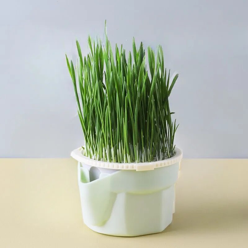 Organic Hydroponic Cat Grass Kit: Soil-Free