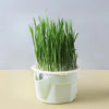 Organic Hydroponic Cat Grass Kit: Soil-Free