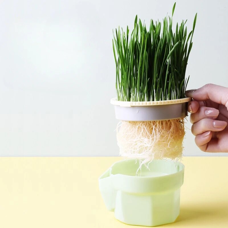 Organic Hydroponic Cat Grass Kit: Soil-Free