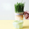 Organic Hydroponic Cat Grass Kit: Soil-Free