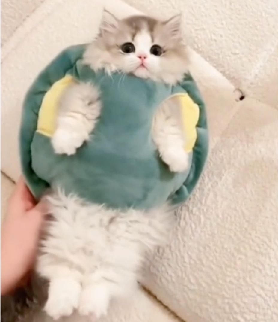 Turtle Shell Costume for Cats and Dogs