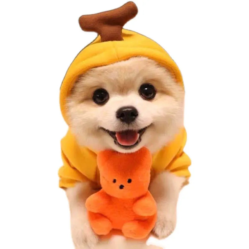 Multiple Adorable Cat Costumes