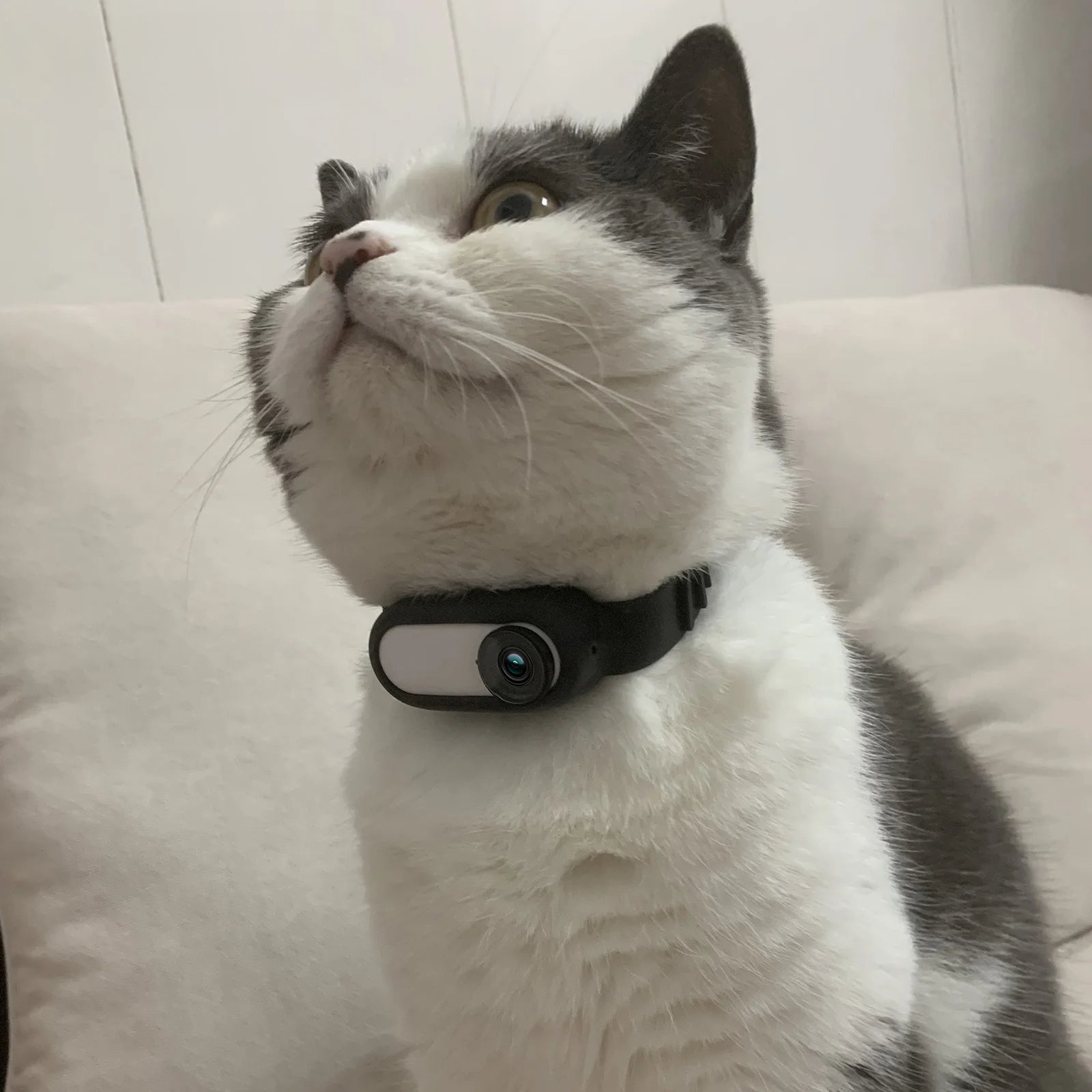 CatCamPro™