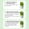 Organic Hydroponic Cat Grass Kit: Soil-Free